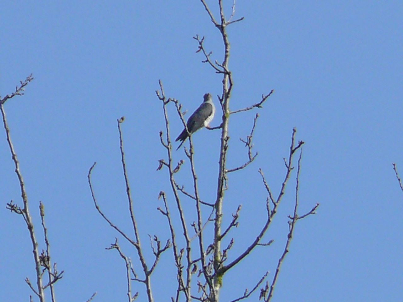 Coucou gris (<em>Cuculus canorus</em>) - Bien connu par son cri, pratique le parasitisme de couvée, des mâles sur un perchoir régulier à Moulineux.