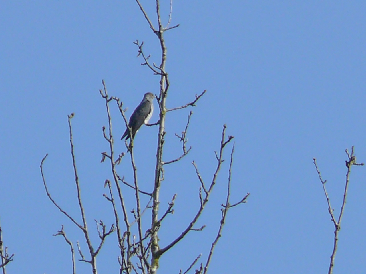 Coucou gris (<em>Cuculus canorus</em>) - Bien connu par son cri, pratique le parasitisme de couvée, des mâles sur un perchoir régulier à Moulineux.