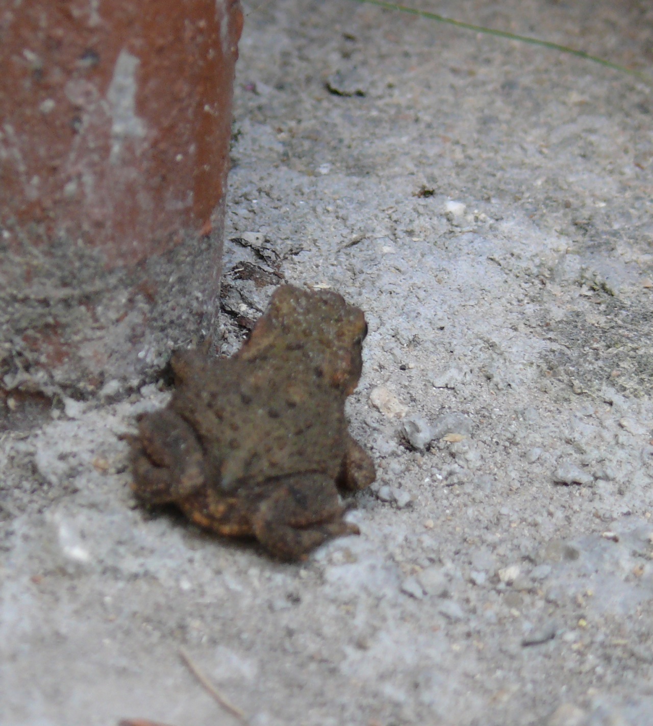 Crapaud commun - 