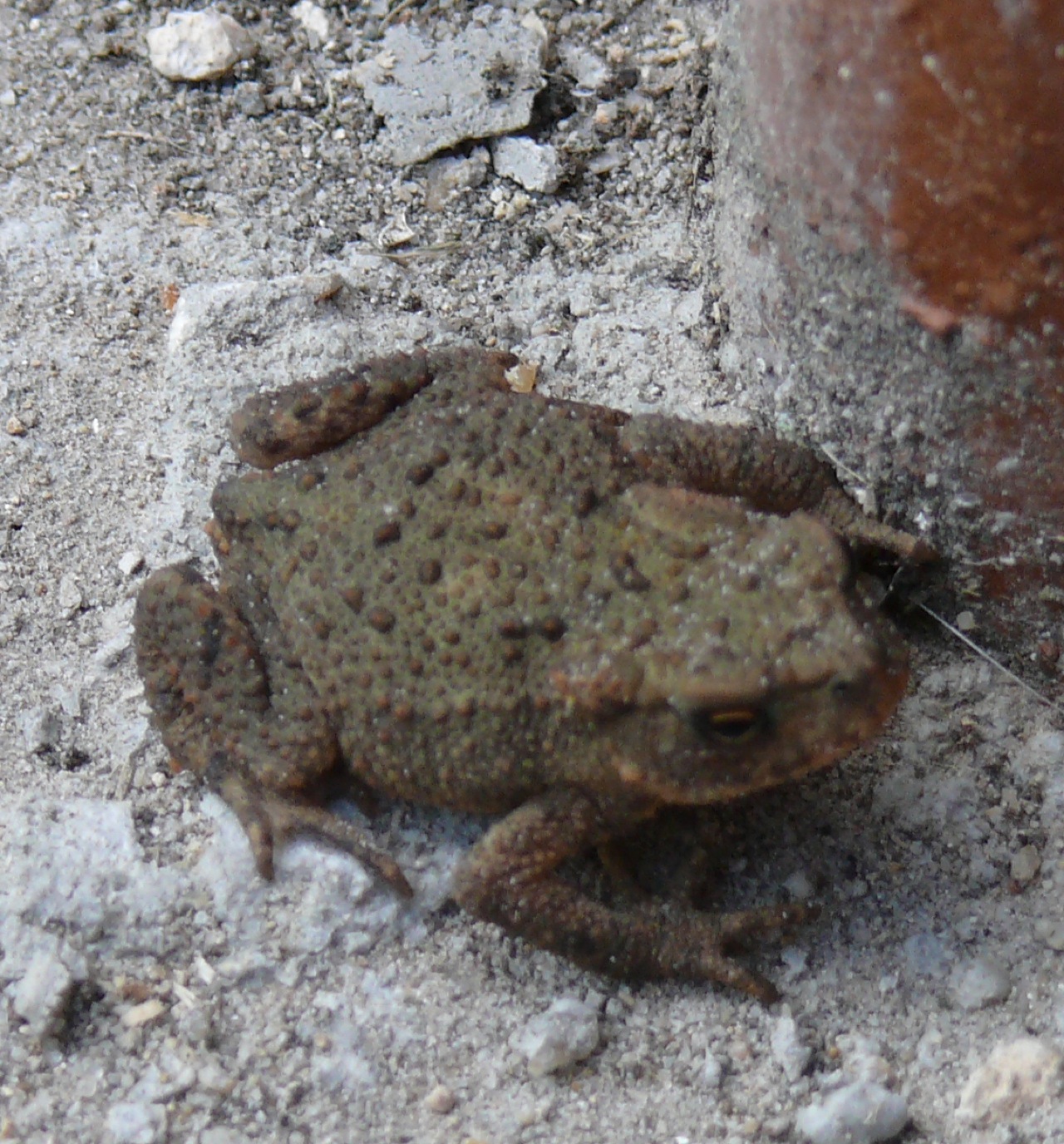 Crapaud commun - 
