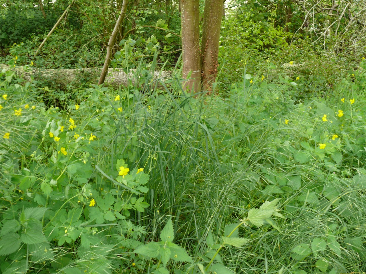 Dactyle aggloméré (<em>Dactylis glomerata</em> L.) - Observé au printemps, avec des chélidoines.