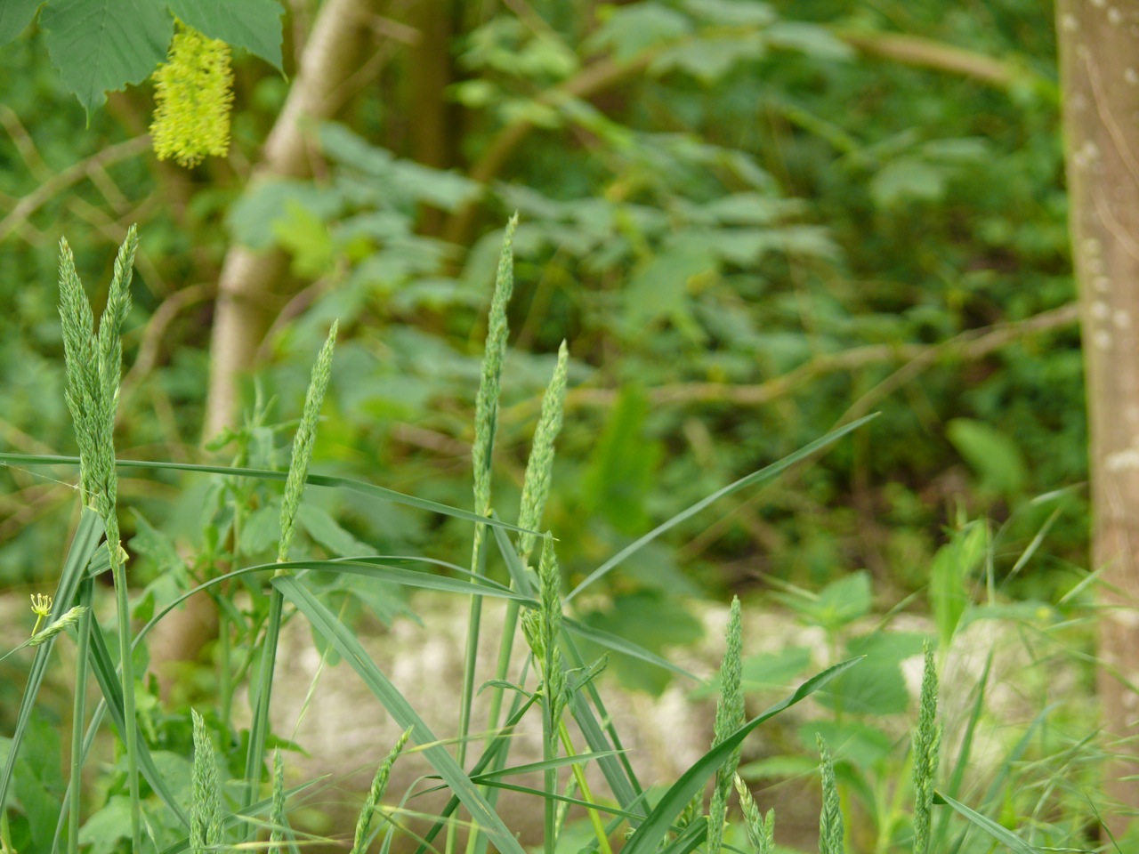 Dactyle aggloméré (<em>Dactylis glomerata</em> L.) - Observé au printemps, avec des chélidoines.