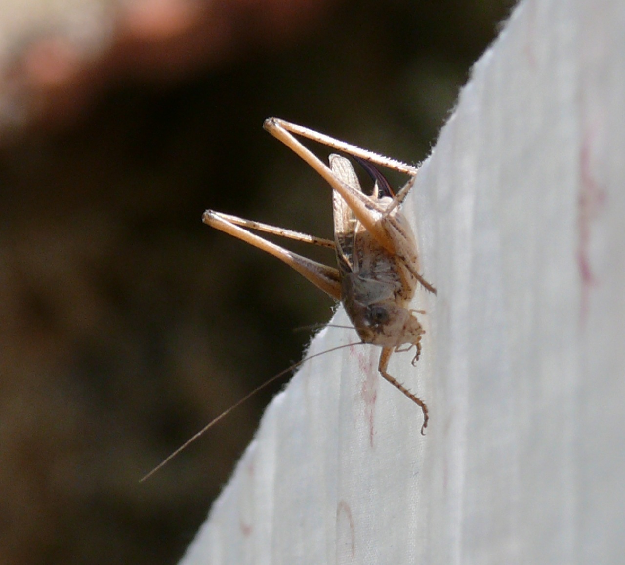 Dectique verrucivore - 