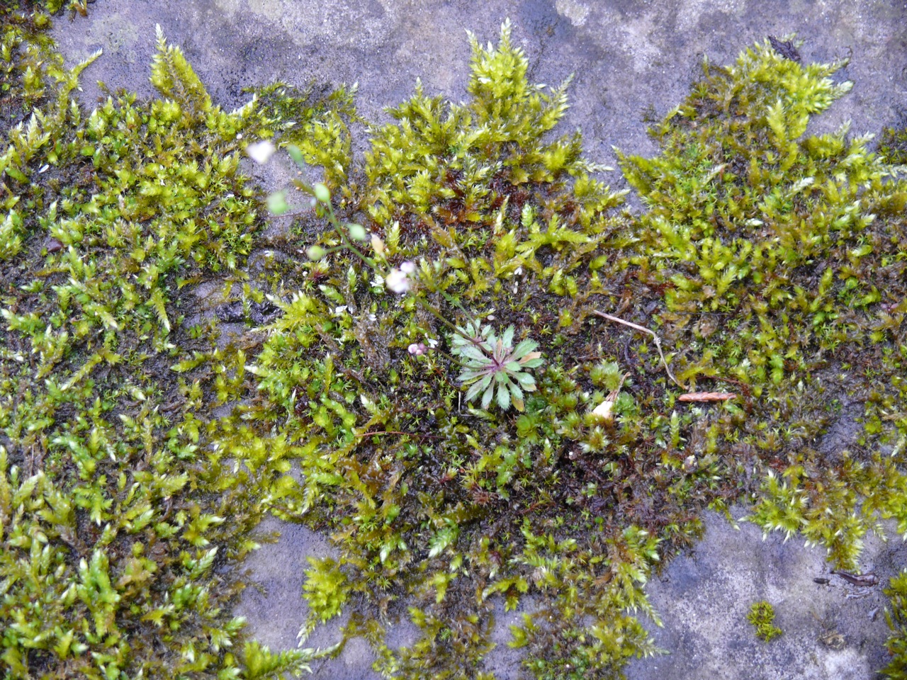 Drave printanière (<em>Erophila verna</em> L'Hér.) - Plante très discrète du tout début du printemps.