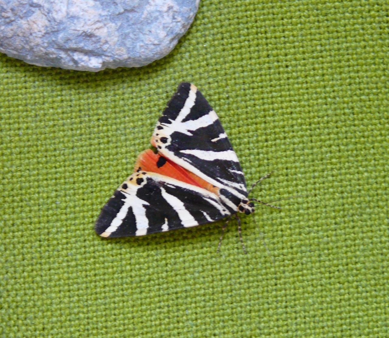 Ecaille chinée (<em>Euplagia quadripunctaria</em>) - Avec la chenille.