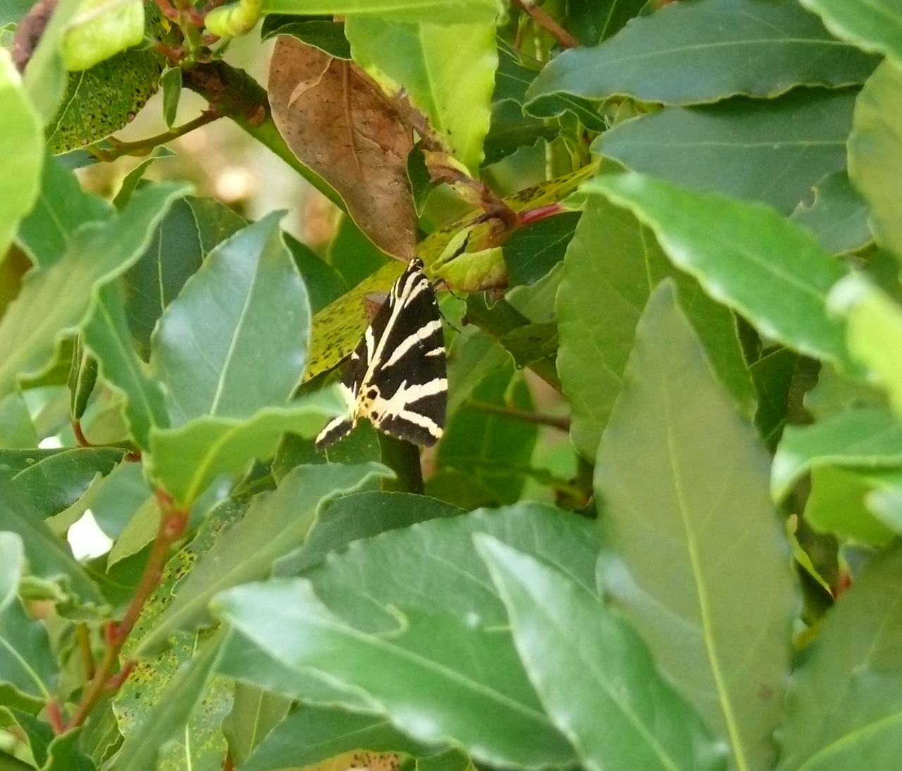 Ecaille chinée (<em>Euplagia quadripunctaria</em>) - Avec la chenille.