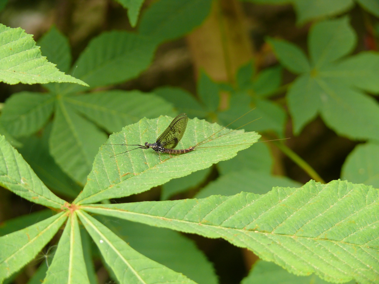 Ephémère, ordre : Ephemeroptera - A préciser