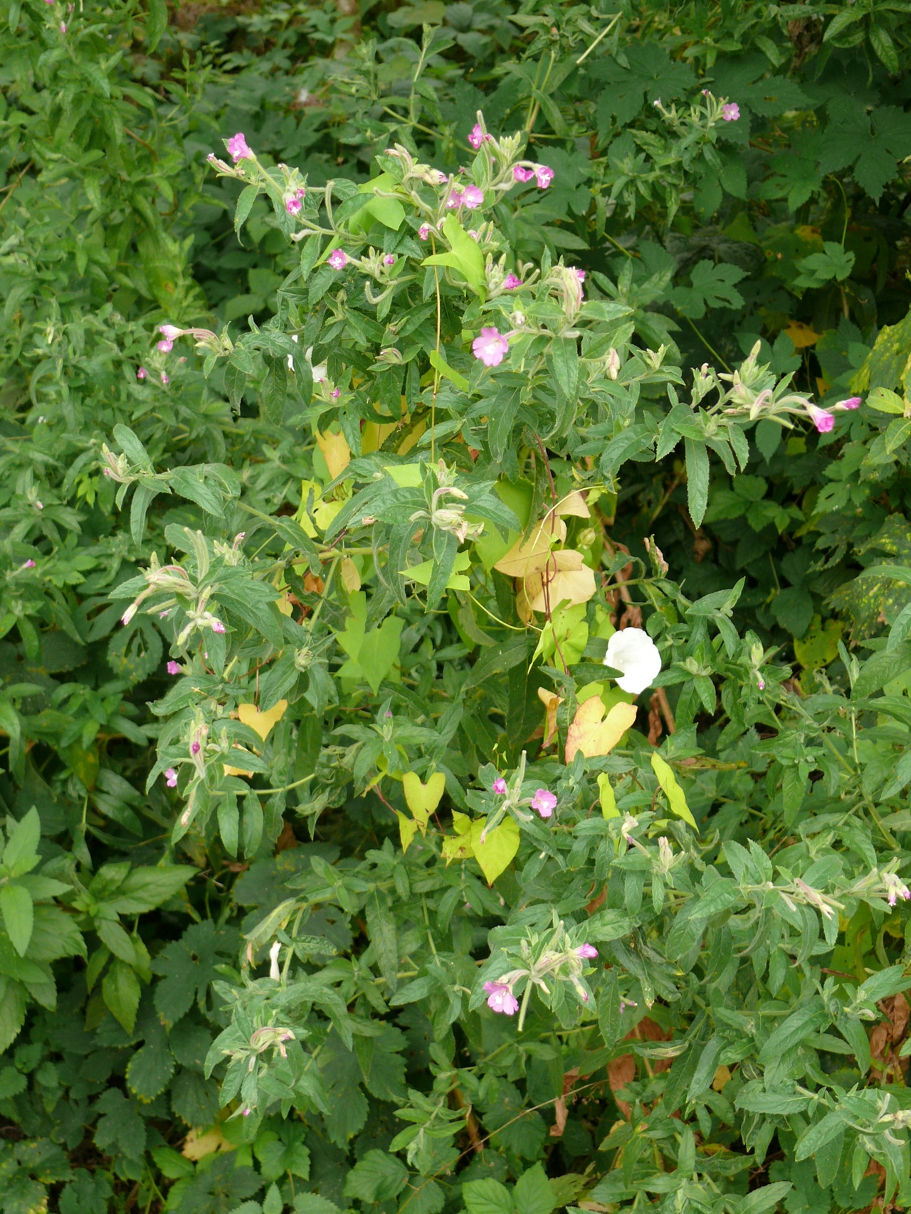 Epilobe hirsute (<em>Epilobium hirsutum</em> L.) - Une grande épilobe à fleurs isolées, floraison en août.