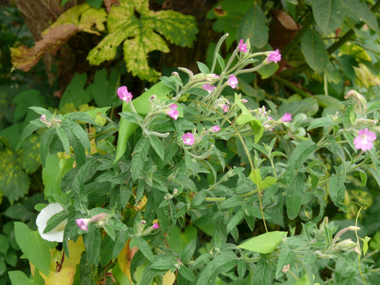 Epilobe hirsute (<em>Epilobium hirsutum</em> L.) - Une grande épilobe à fleurs isolées, floraison en août.