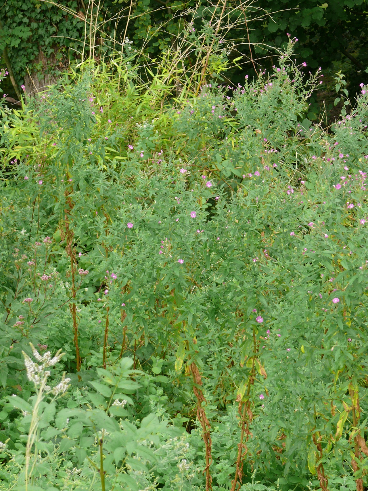 Epilobe hirsute (<em>Epilobium hirsutum</em> L.) - Une grande épilobe à fleurs isolées, floraison en août.