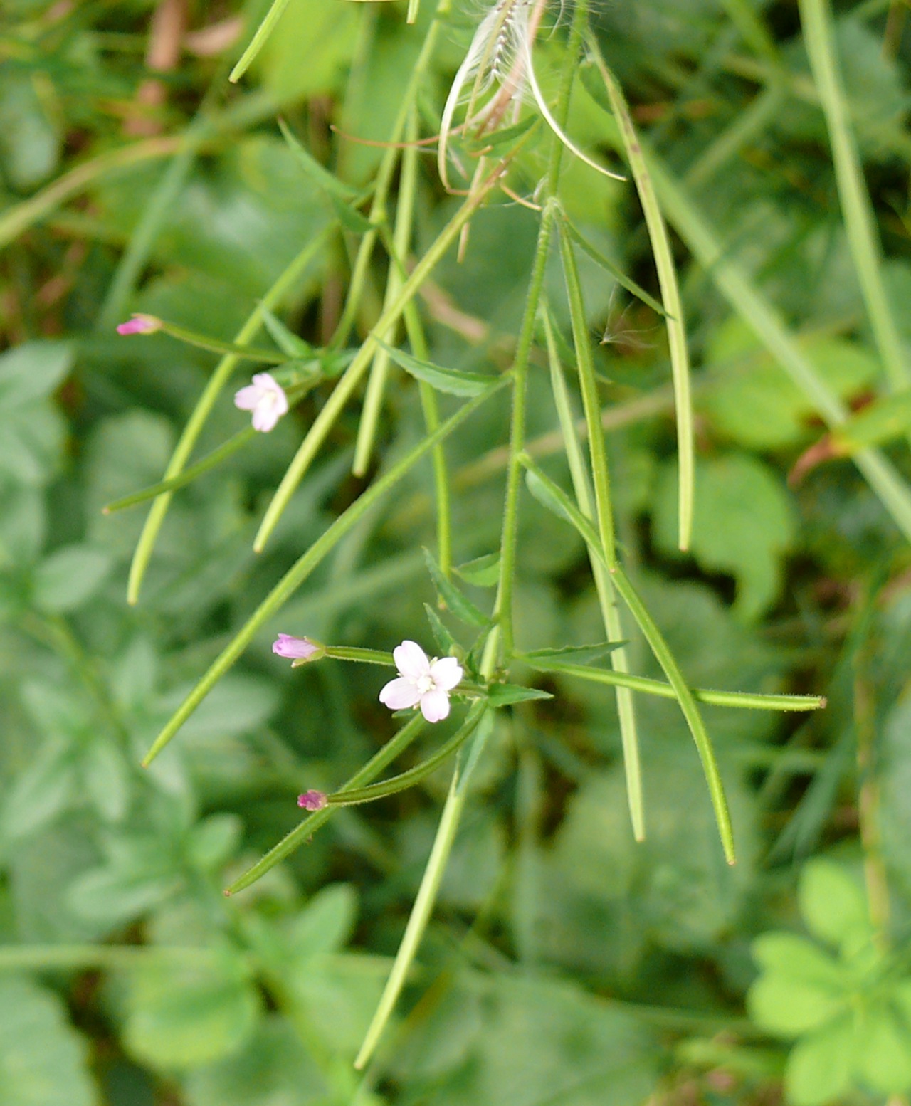 Epilobe à petites fleurs (<em>Epilobium parviflorum</em> Schreb.) - Floraison juillet août.