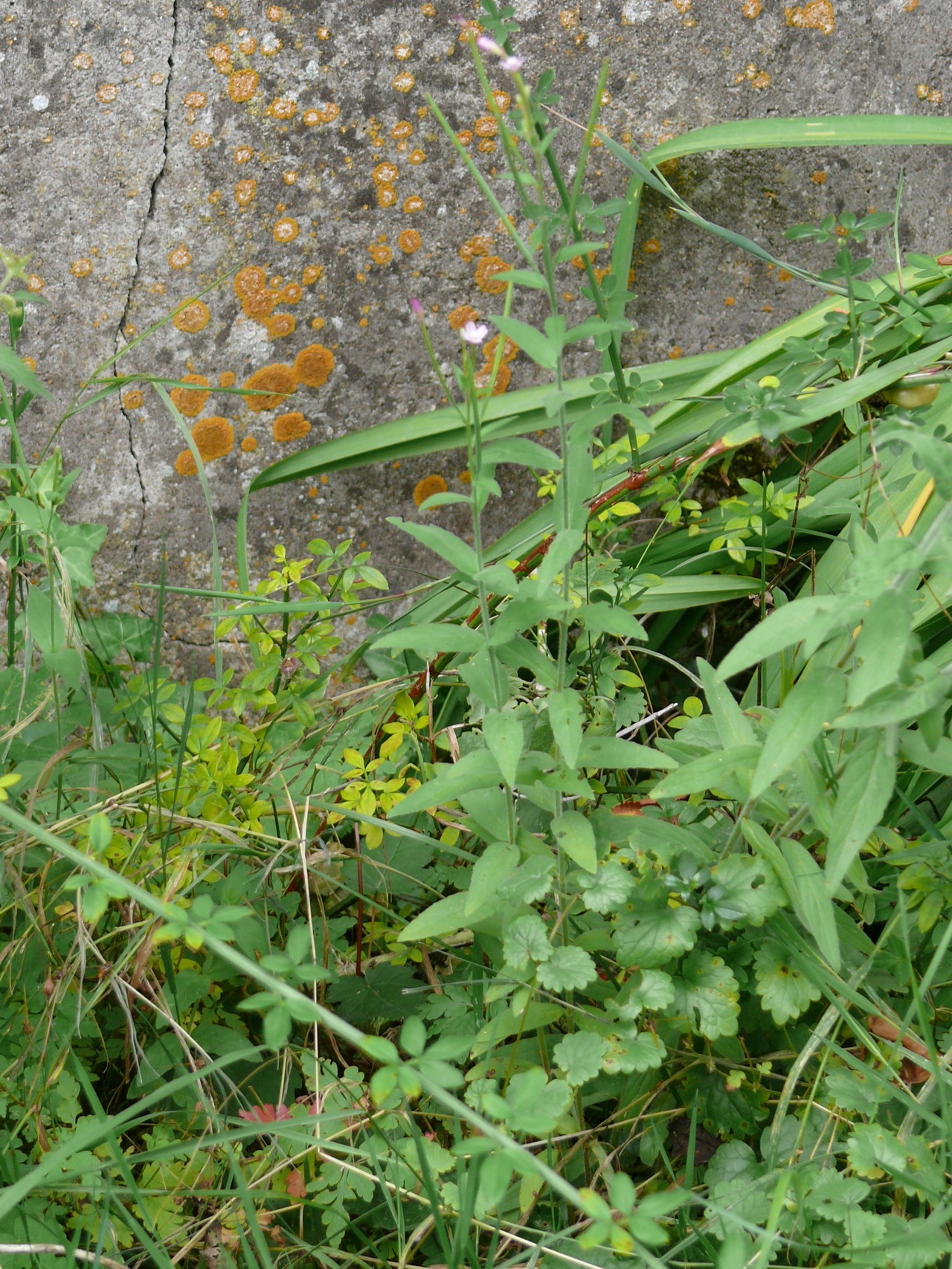 Epilobe à petites fleurs (<em>Epilobium parviflorum</em> Schreb.) - Floraison juillet août.