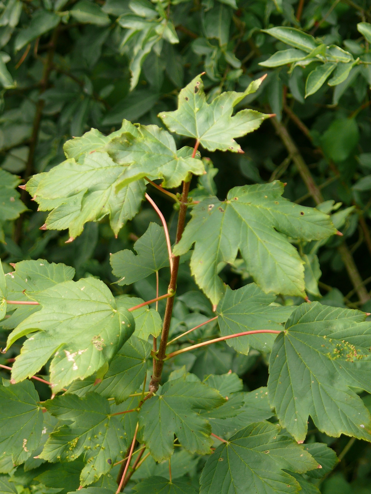 Erable plane (<em>Acer platanoides</em> L.) - Feuilles opposées, se dissémine facilement.