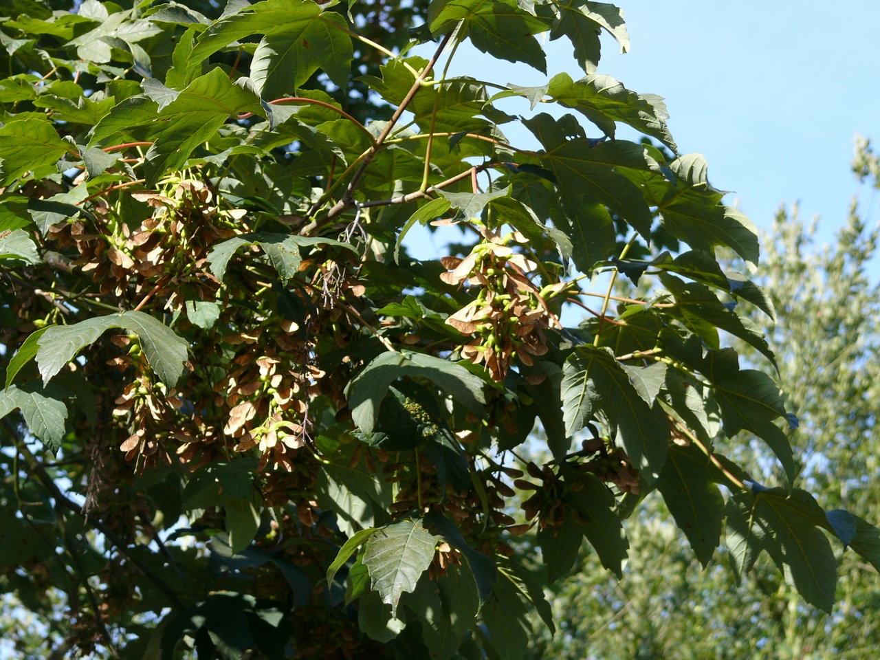Erable plane (<em>Acer platanoides</em> L.) - Feuilles opposées, se dissémine facilement.