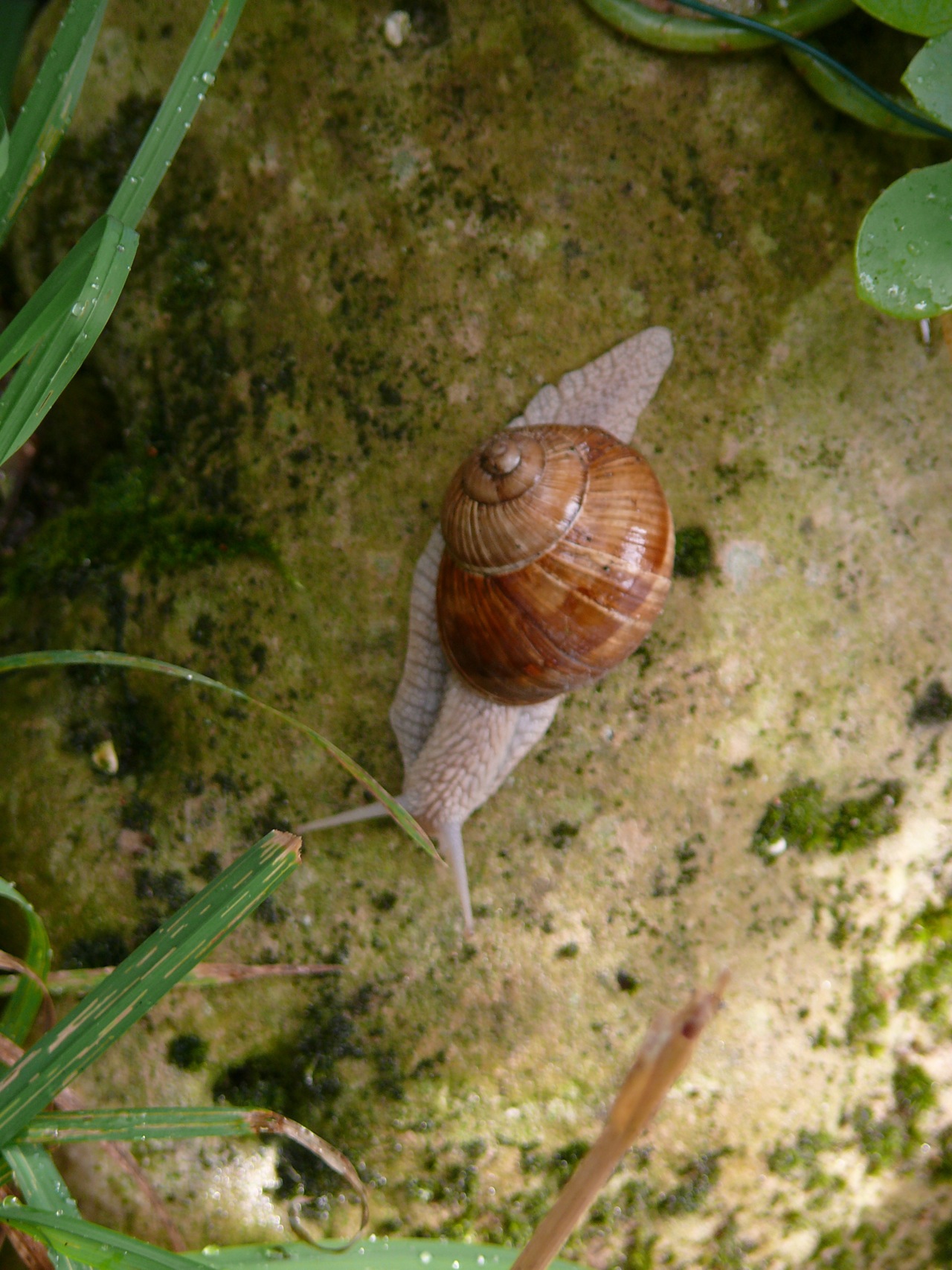 Escargot de Bourgogne - 