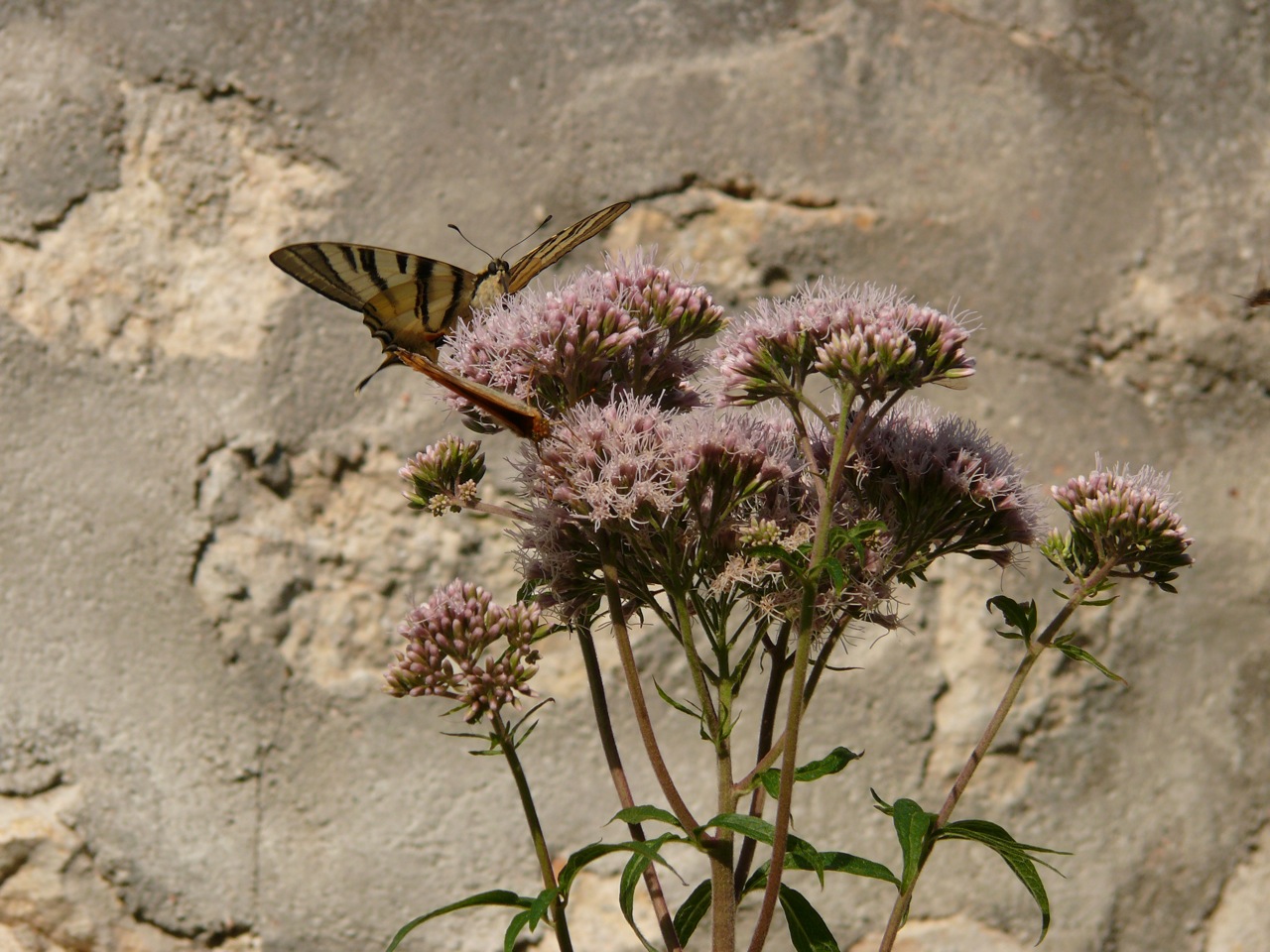 Eupatoire chanvrine (<em>Eupatorium cannabinum</em> L.) - Plante de grande taille, floraison août, attire beaucoup d'insectes (on peut voir un flambé et un paon du jour)