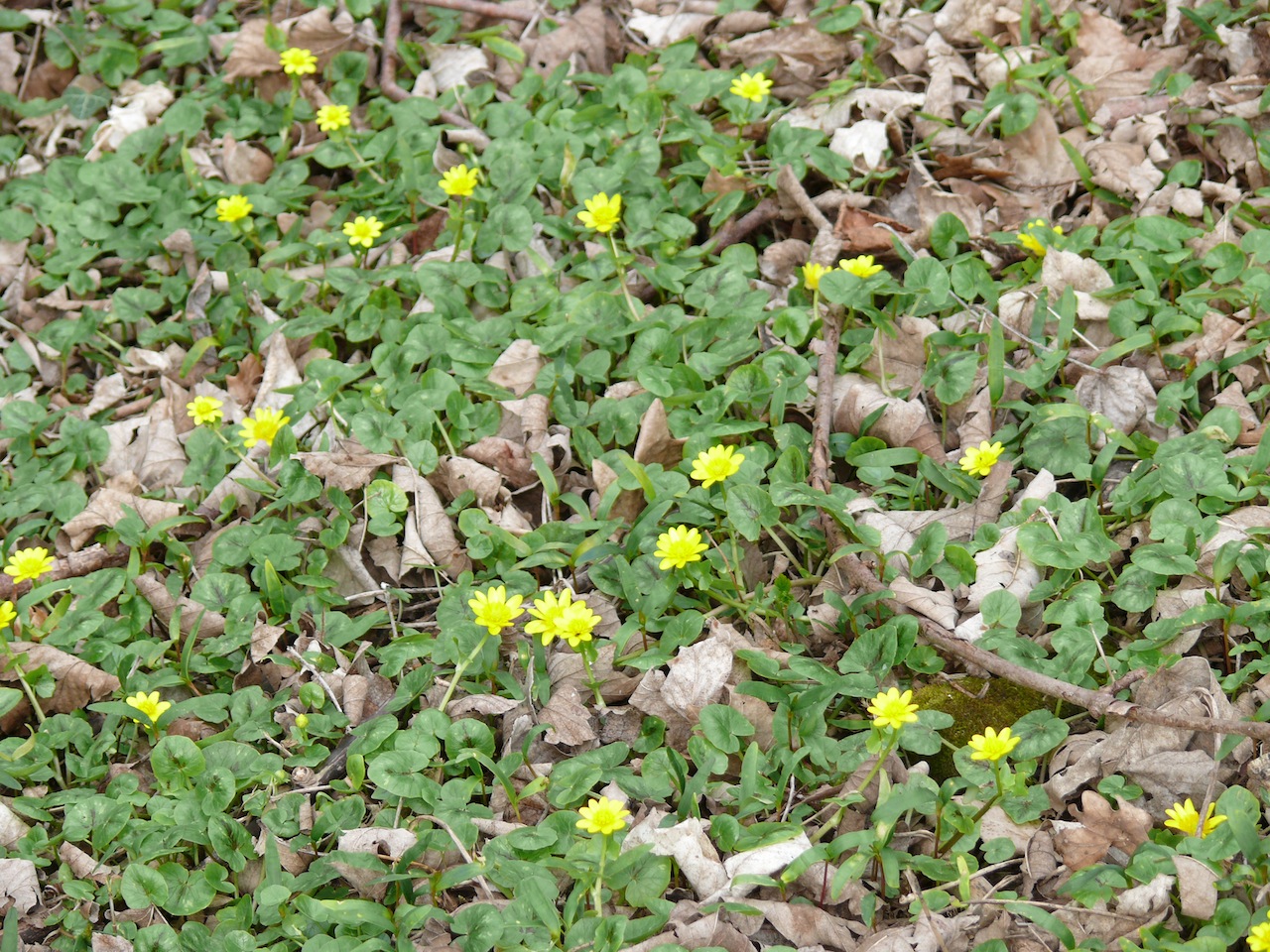 Ficaire fausse renoncule (<em>Ranunculus ficaria</em> L.) - Commune à Moulineux, la fleur est composée de huit à douze pétales allongés.