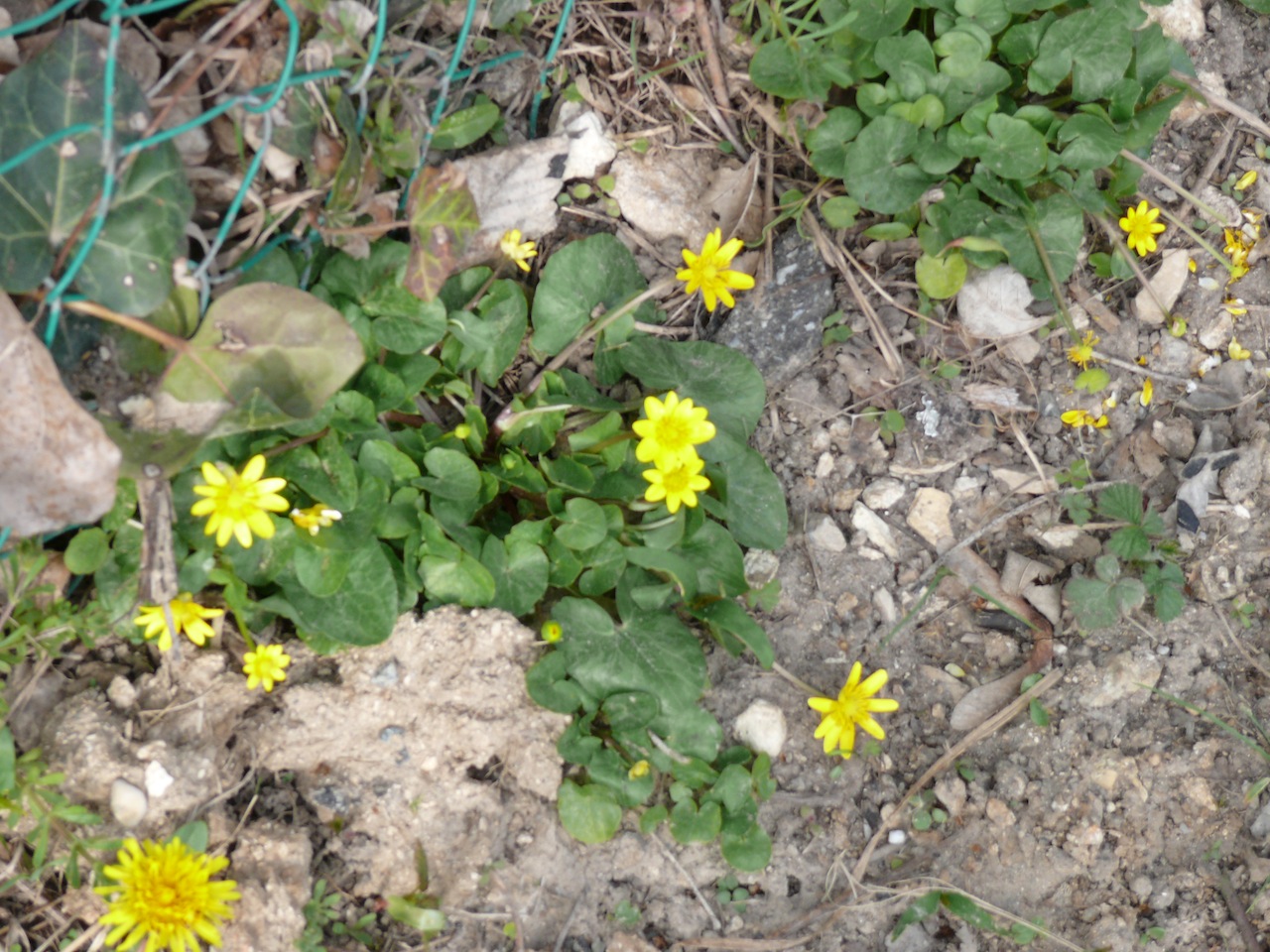Ficaire fausse renoncule (<em>Ranunculus ficaria</em> L.) - Commune à Moulineux, la fleur est composée de huit à douze pétales allongés.