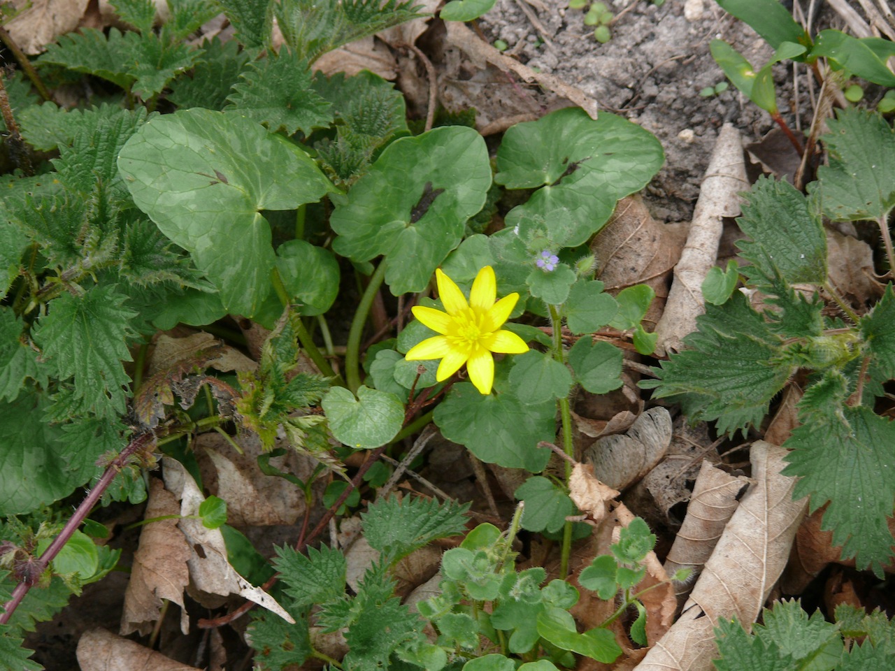 Ficaire fausse renoncule (<em>Ranunculus ficaria</em> L.) - Commune à Moulineux, la fleur est composée de huit à douze pétales allongés.