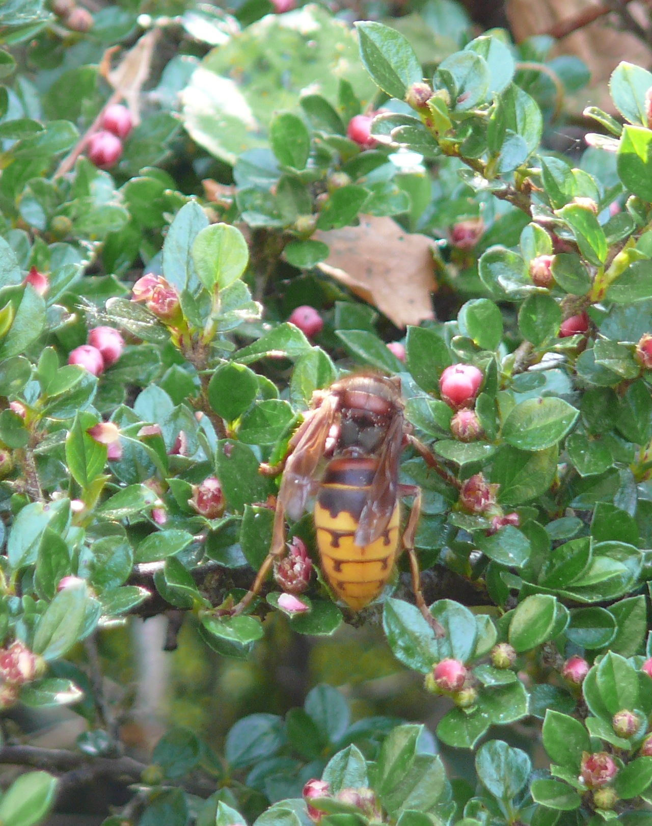 Frelon européen (<em>Vespa crabo</em>) - Un très gros insecte goutant chaque année le nectar des très petites fleurs d'un Cotoneaster horizontalis, et les pollinisant. 