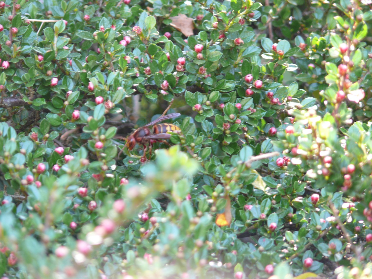 Frelon européen (<em>Vespa crabo</em>) - Un très gros insecte goutant chaque année le nectar des très petites fleurs d'un Cotoneaster horizontalis, et les pollinisant. 