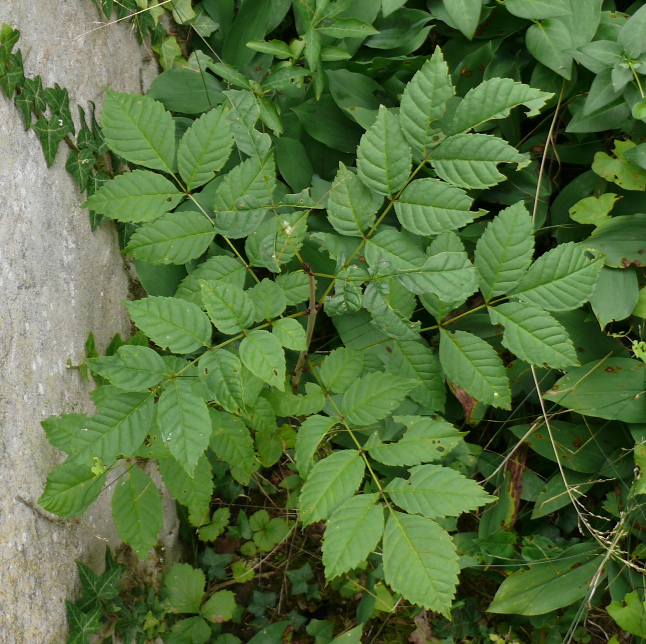 Frêne élevé (<em>Fraxinus excelsior</em> L.) - Commun à Moulineux, bourgeon noir caractéristique sur une tige plus claire. 