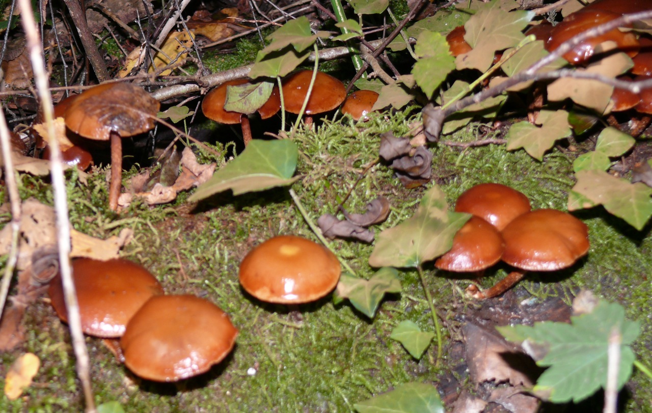 Galère marginée - Sur le bois en automne
