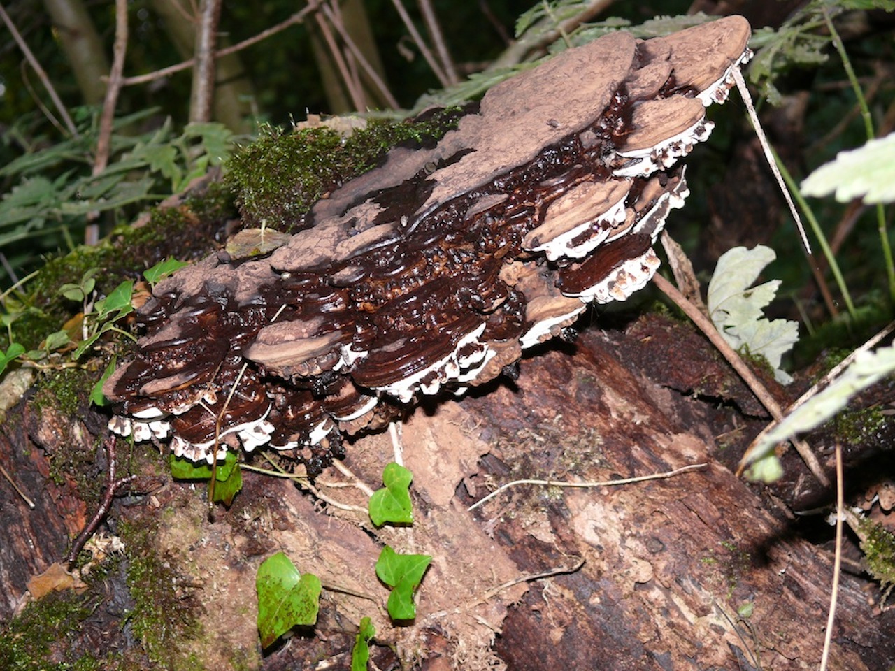 Ganoderme aplati - Les excroissances sur le dessous blanc des ganodermes proviennent de la galle de agathonia wankowiczi, une mouche de la famille des platypezidae. 