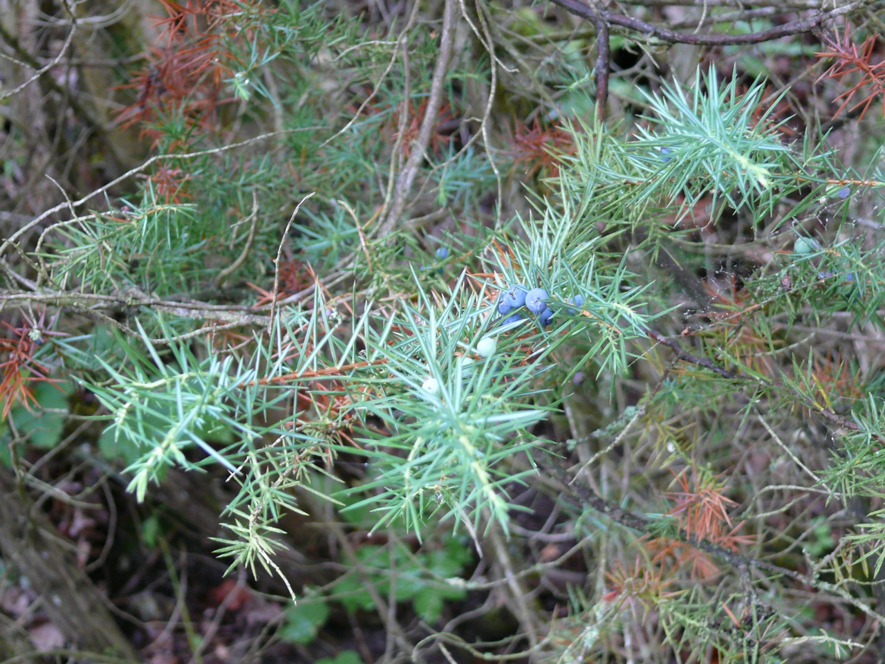 Genévrier commun (Juniperus communis L.) - Arbuste typique des terrains calcaires non fermé
