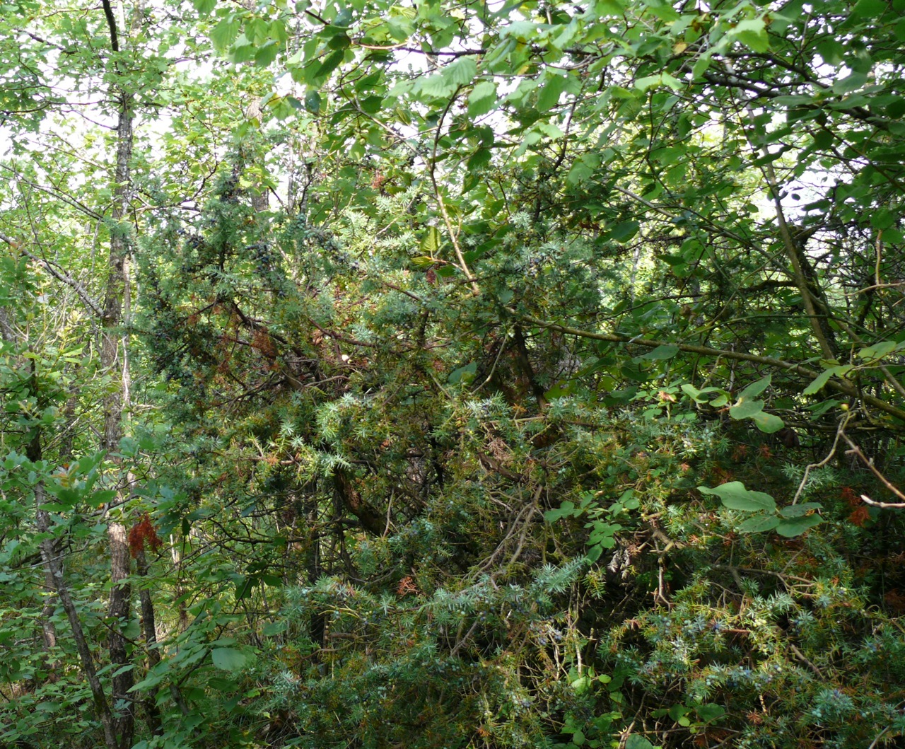 Genévrier commun (Juniperus communis L.) - Arbuste typique des terrains calcaires non fermé