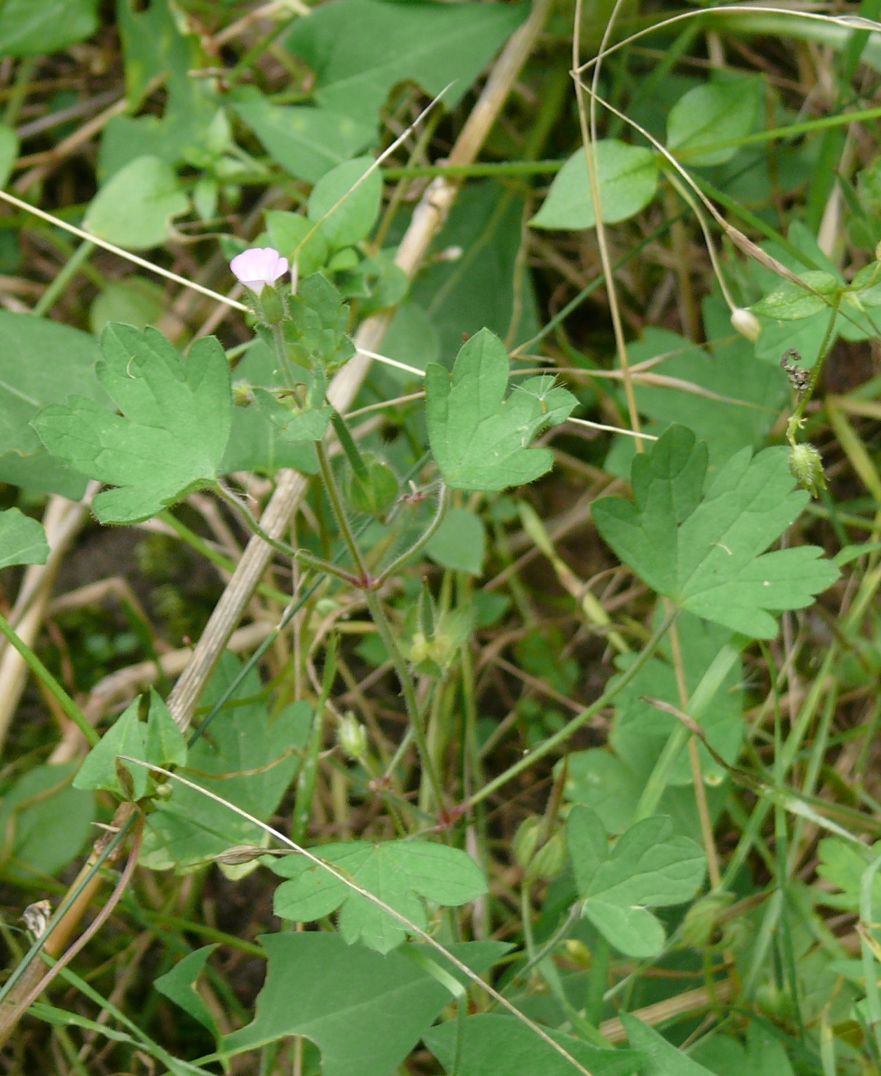 Géranium à feuilles rondes (Geranium rotondifolium L.) - Observé fin août