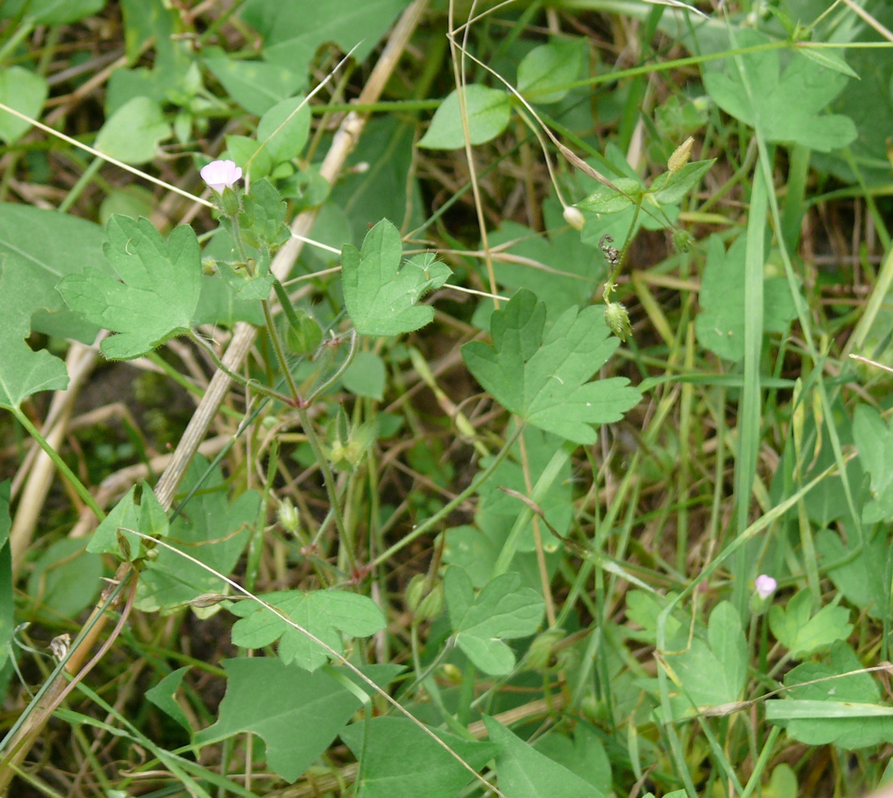 Géranium à feuilles rondes (Geranium rotondifolium L.) - Observé fin août
