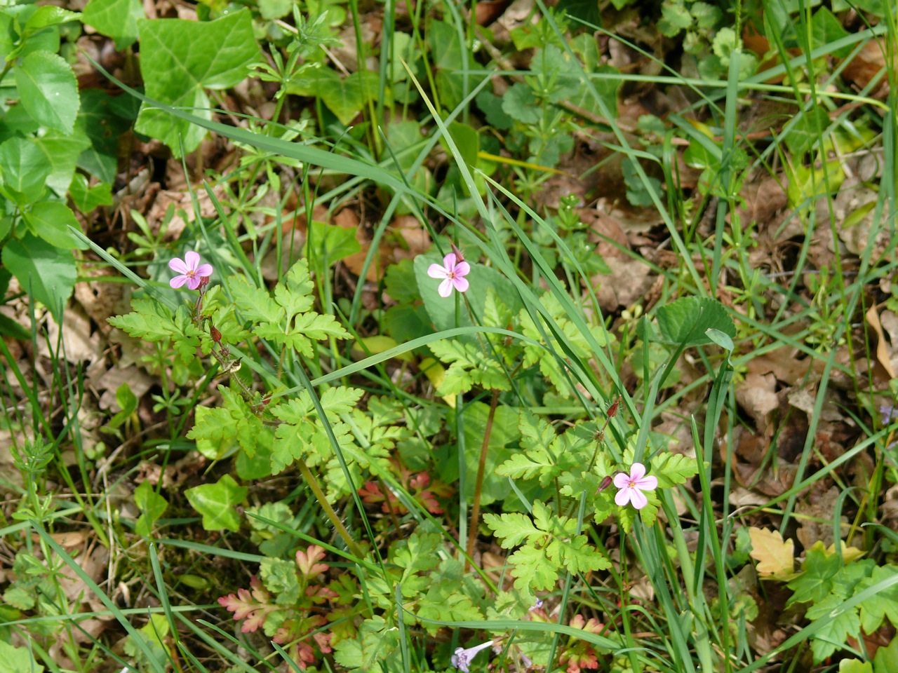 Géranium herbe-à-Robert (<em>Geranium robertianum</em> L.) - Reconnaissable à ses feuilles, observée du printemps à l'automne