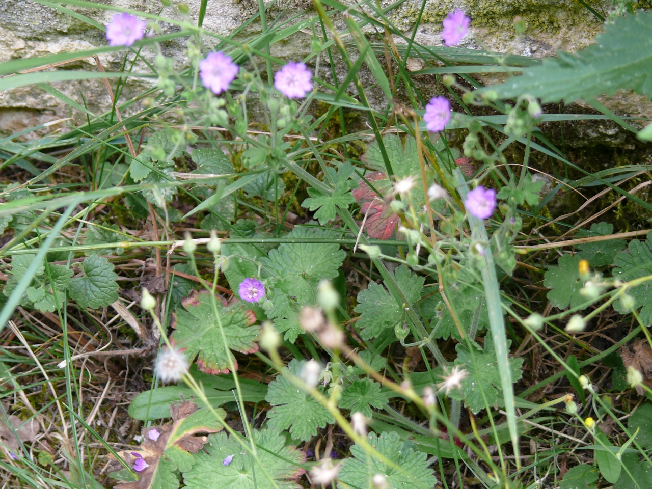 Géranium mou (<em>Geranium molle</em> L.) - Un petit géranium