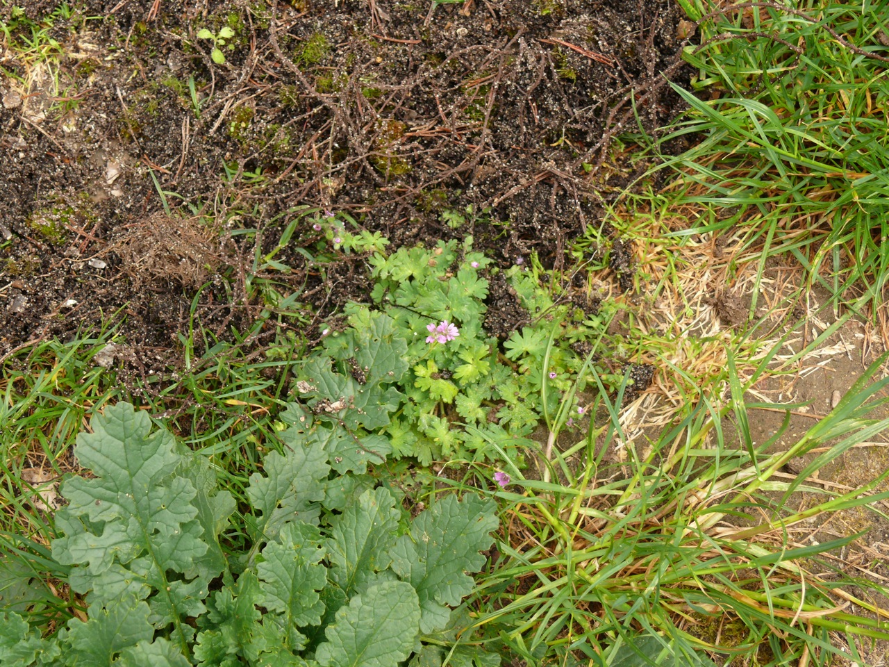 Géranium mou (<em>Geranium molle</em> L.) - Un petit géranium