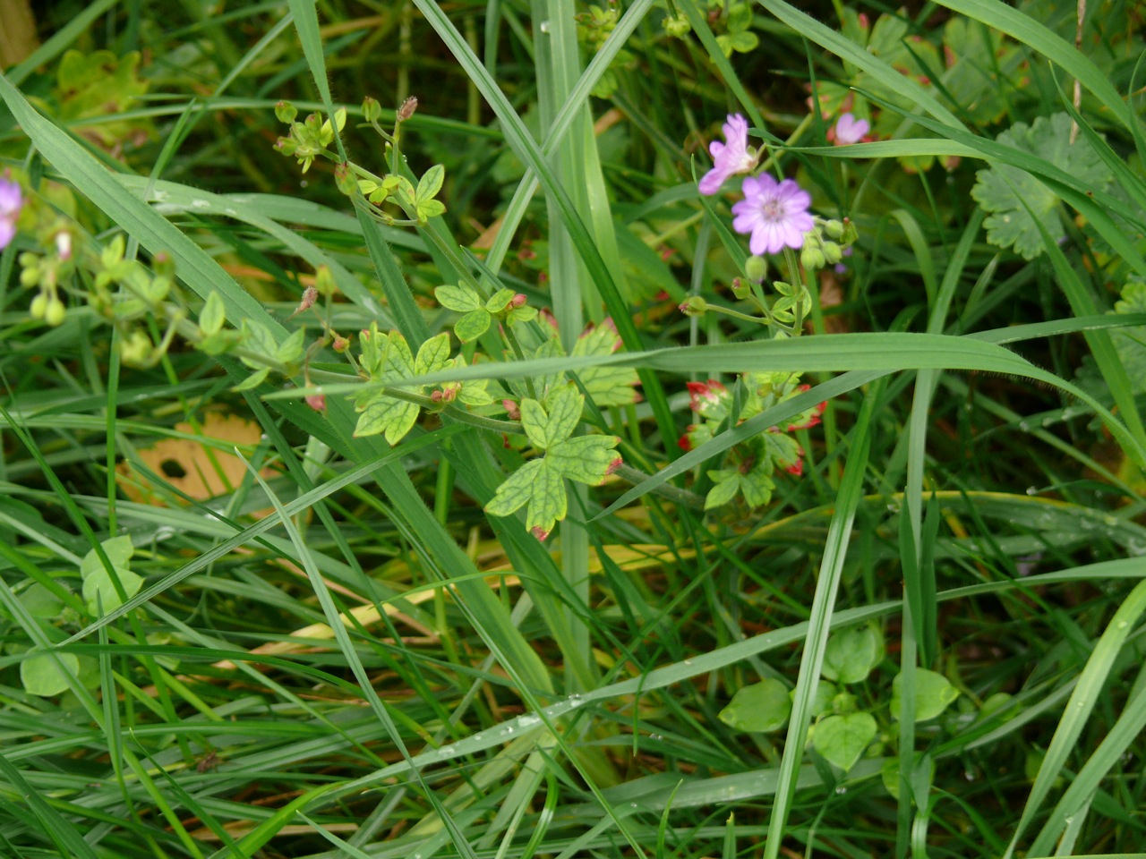 Géranium des Pyrénées (Geranium pyrenaicum Burm. f.) - Commun, vu en automne