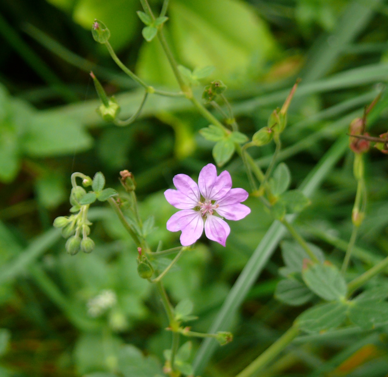 Géranium des Pyrénées (Geranium pyrenaicum Burm. f.) - Commun, vu en automne