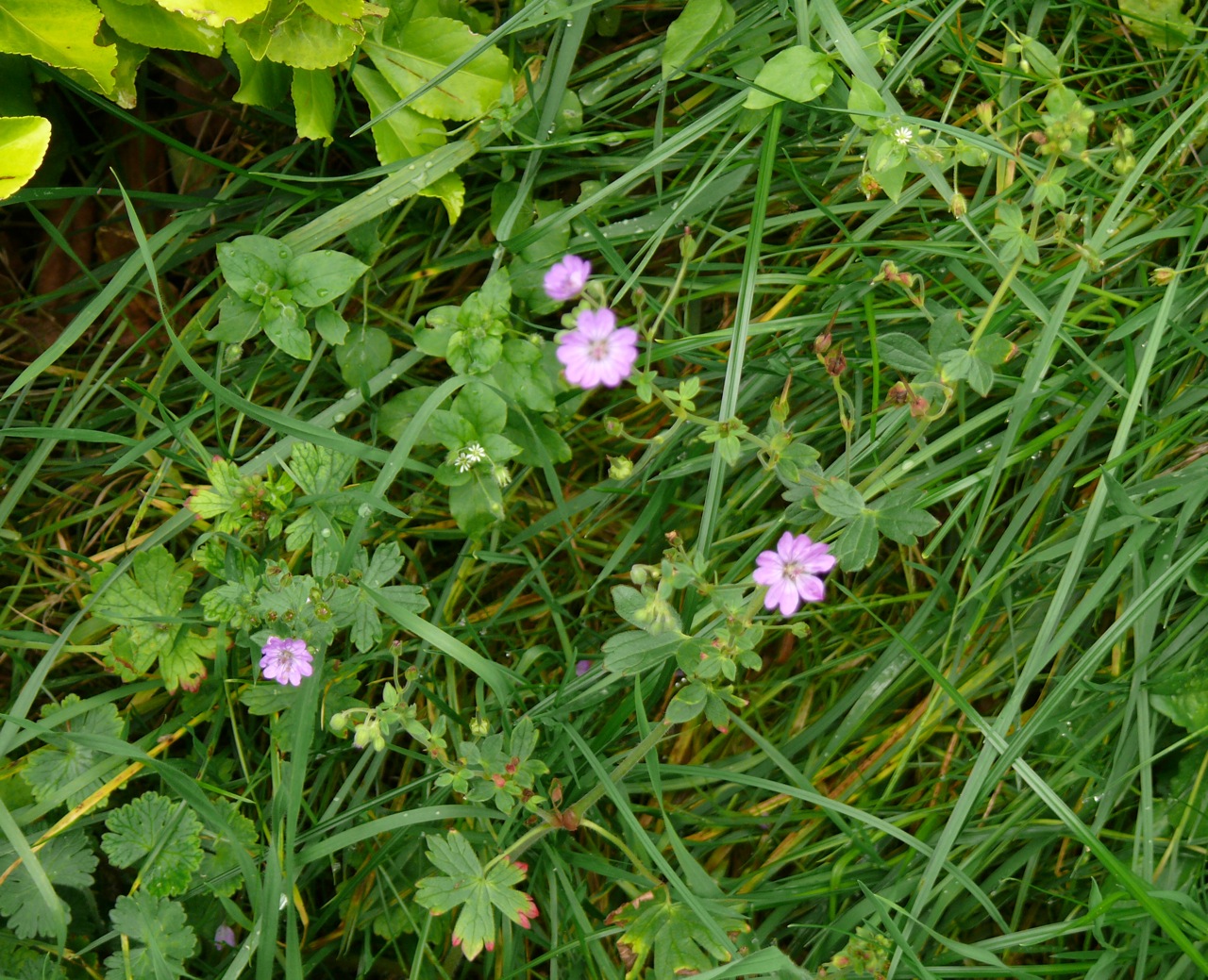 Géranium des Pyrénées (Geranium pyrenaicum Burm. f.) - Commun, vu en automne