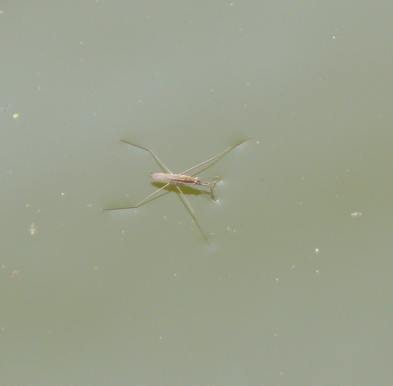 Gerris (<em>Gerris</em>) - 