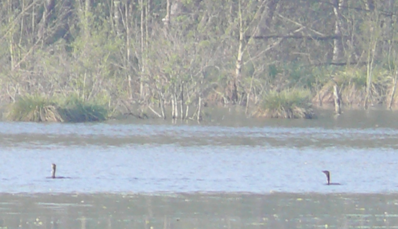 Grand cormoran - Visiteur régulier de l'étang de Moulineux.