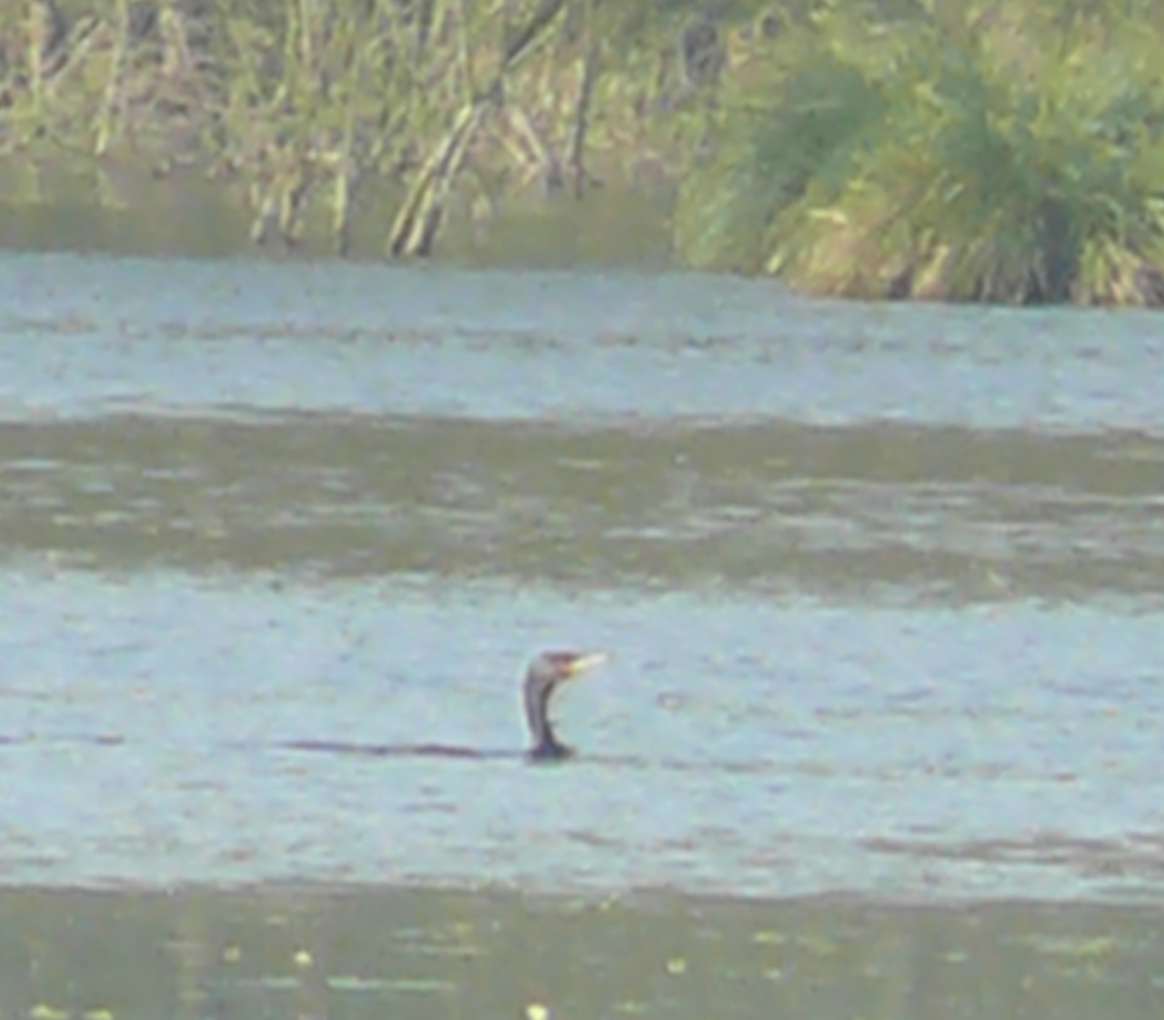 Grand cormoran - Visiteur régulier de l'étang de Moulineux.