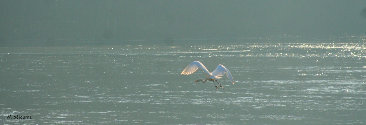 Grande aigrette (<em>Ardea alba</em>) - Appelée aussi parfois héron blanc, présente plusieurs années de suite en hiver sur l'étang de Moulineux, revue en 2013 au printemps, c'est le plus grand des échassiers d'Europe.