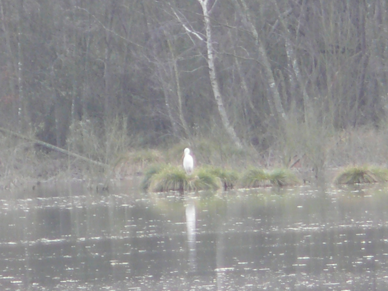 Grande aigrette (<em>Ardea alba</em>) - Appelée aussi parfois héron blanc, présente plusieurs années de suite en hiver sur l'étang de Moulineux, revue en 2013 au printemps, c'est le plus grand des échassiers d'Europe.