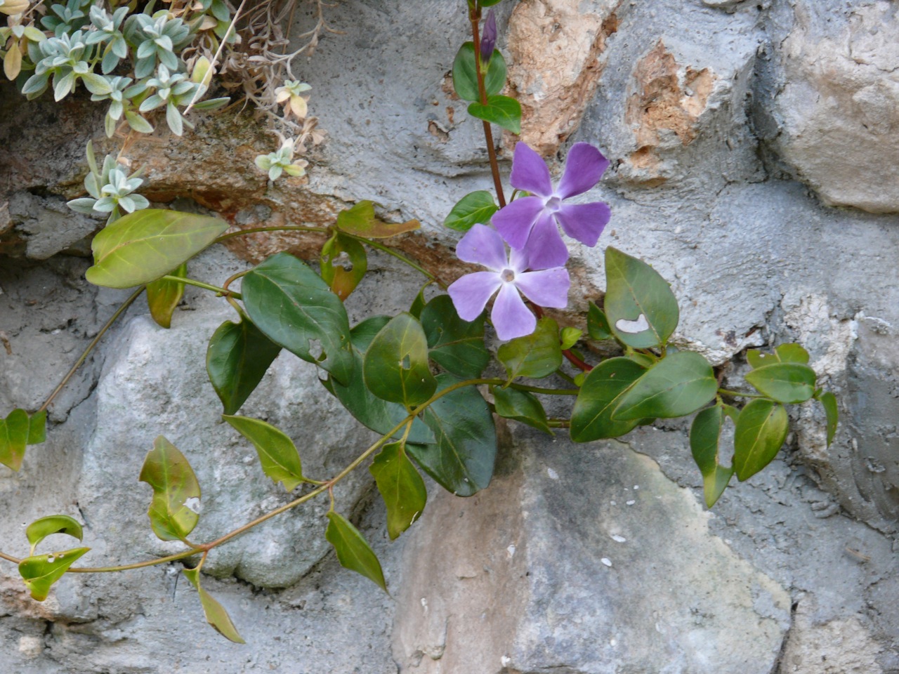 Grande pervenche (<em>Vinca major</em> L.) - Une joli fleur entre mauve et parme, envahissante par ses longues tiges qui se marcottent.