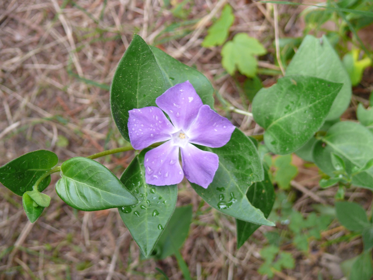 Grande pervenche (<em>Vinca major</em> L.) - Une joli fleur entre mauve et parme, envahissante par ses longues tiges qui se marcottent.