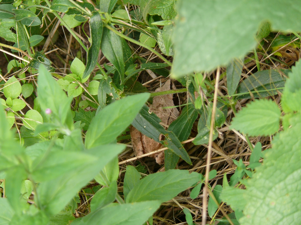 Grenouille rousse - Dans un jardin, mais aussi dans les sous-bois 