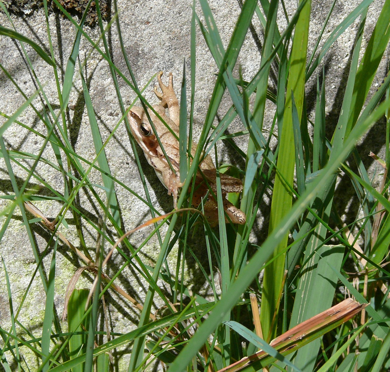 Grenouille rousse - Dans un jardin, mais aussi dans les sous-bois 