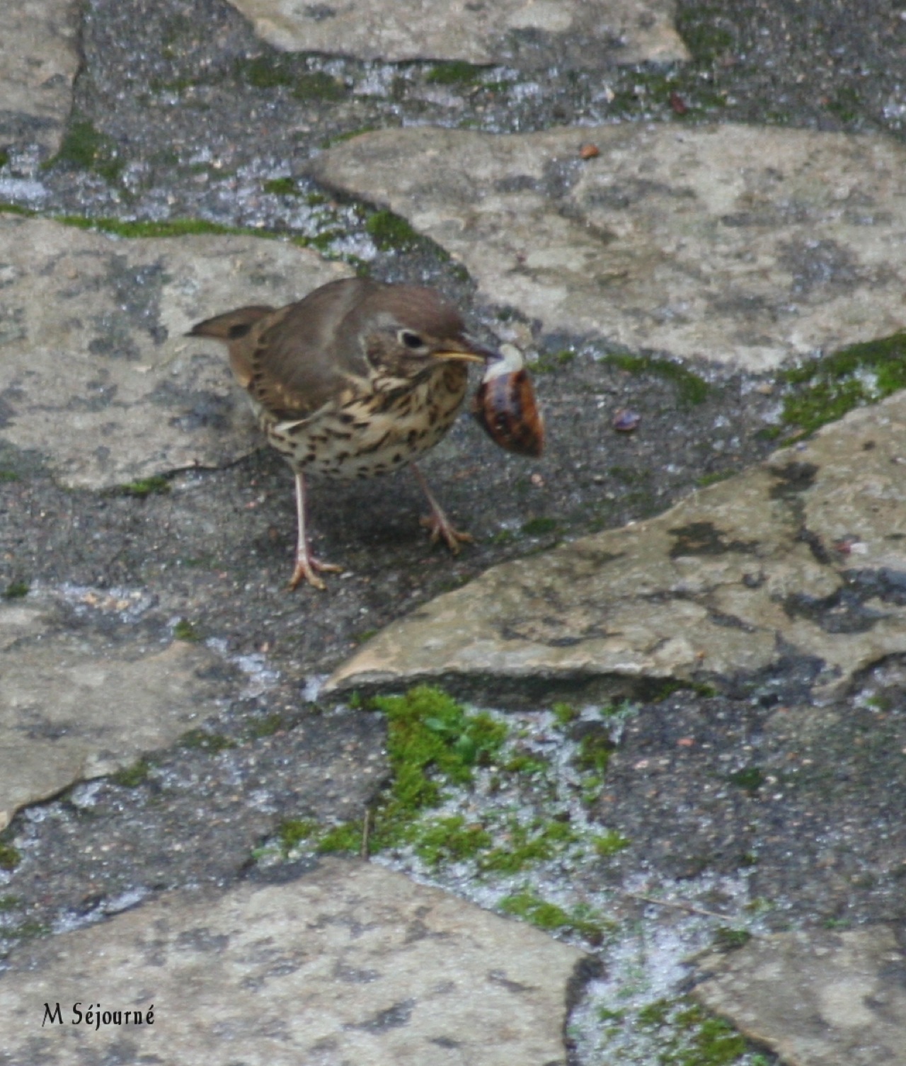 Grive musicienne - Casse les coquilles d'escargots sur une pierre pour s'en nourrir, chant puissant et varié lancé d'un perchoir régulier