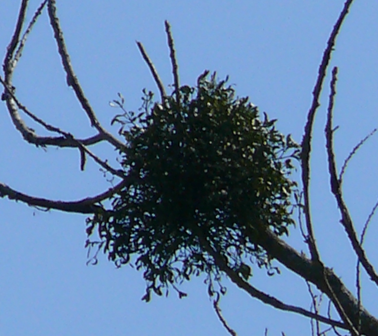 Gui (<em>Viscum album</em> L.) - Plante parasite, dispersée par les oiseaux.