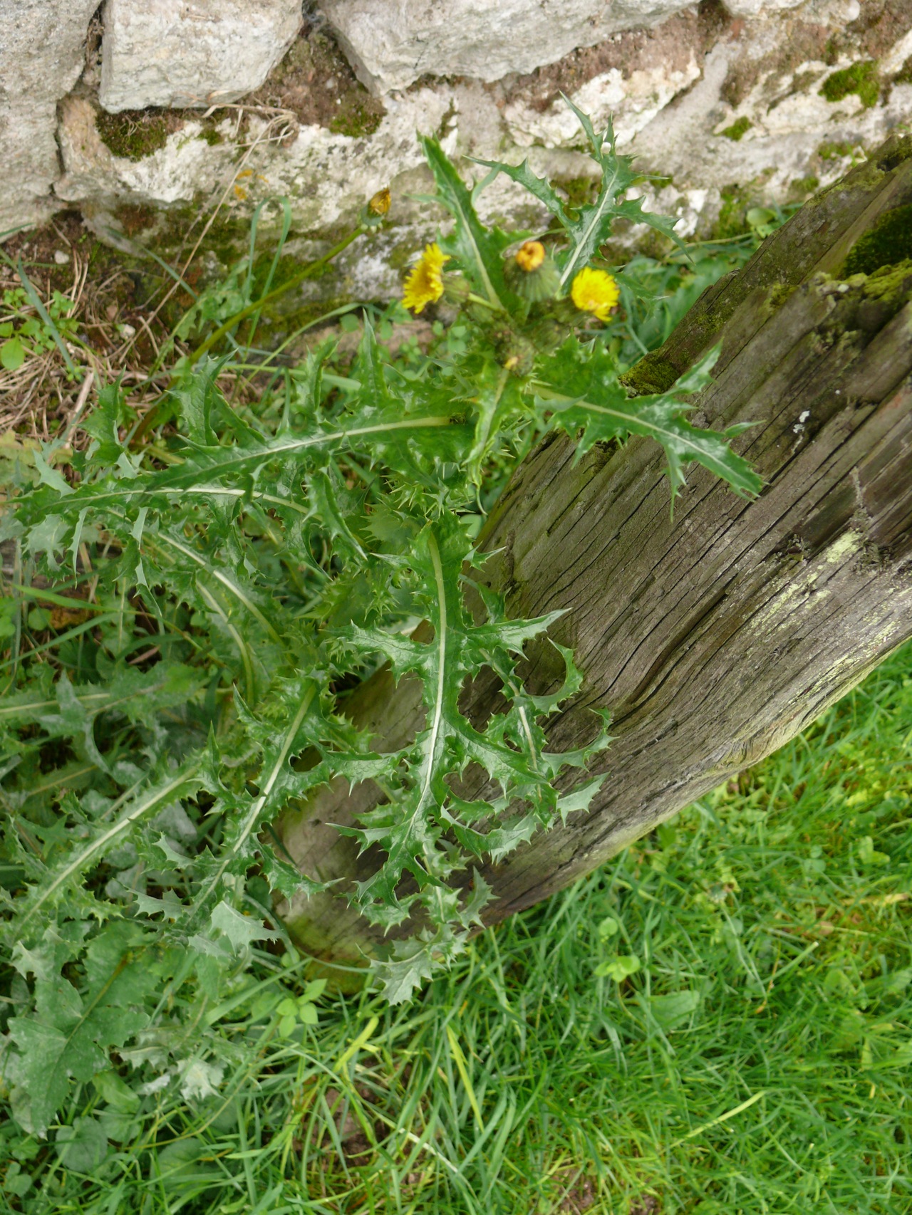 Laiteron épineux (<em>Sonchus asper</em> Hill) - Un laiteron très commun presque toute l'année.